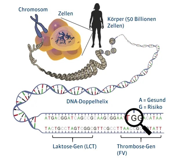 Gene tests & personalized stacks for biohackers & longevity.