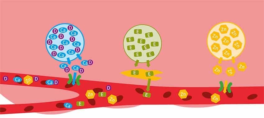 a diagram of a plant cell