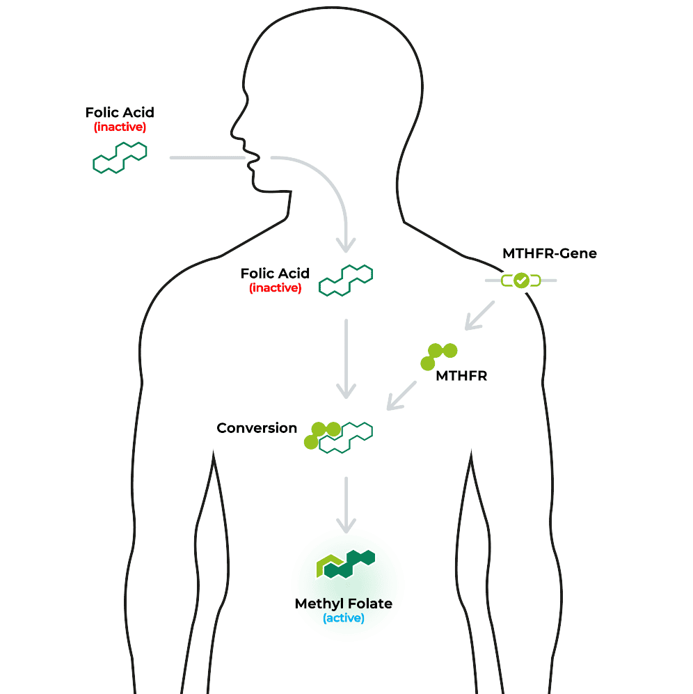 Nutrigenetik: Warum Folsäure unwirksam sein kann.